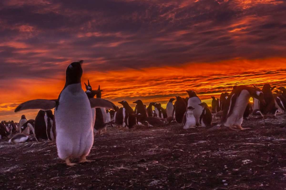 Sea Lion Island Gentoo penguin colony at sunset